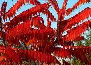 Essigbaum, Rhus Typhina, mit rotem Herbstlaub