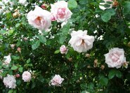 'New Dawn' rosa-weisse Ramblerrose.