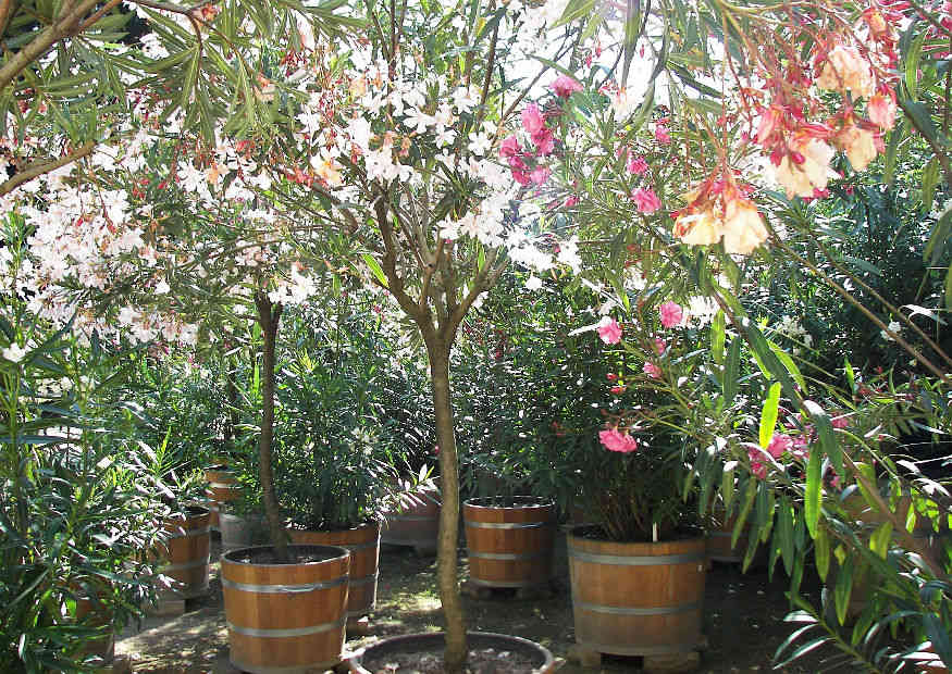 Oleander Kübelpflanzen und Terrassenpflanzen