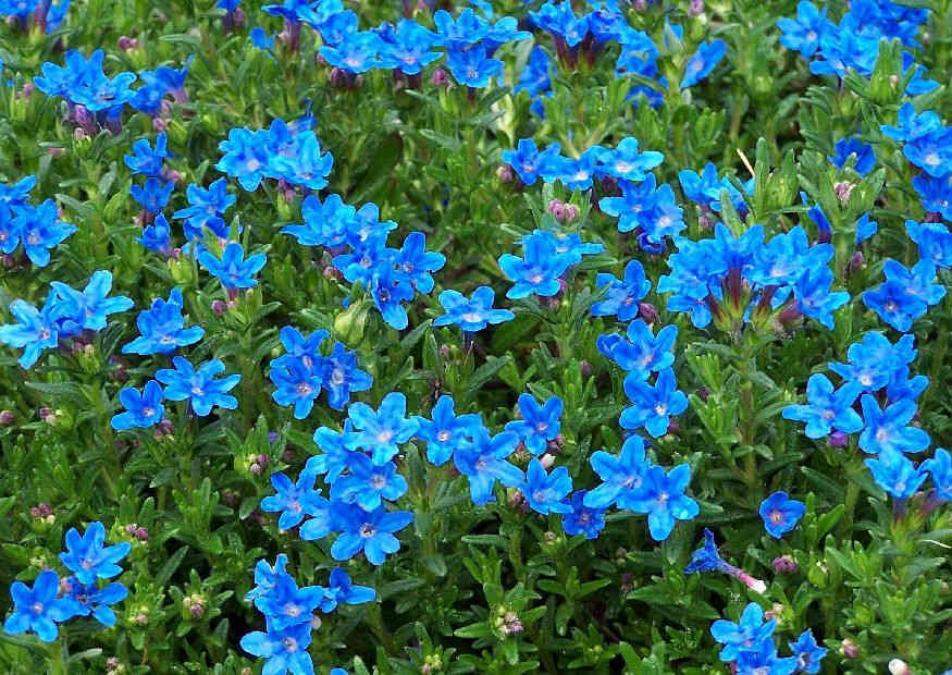 Blühpflanzen mit blauer Blütenfarbe