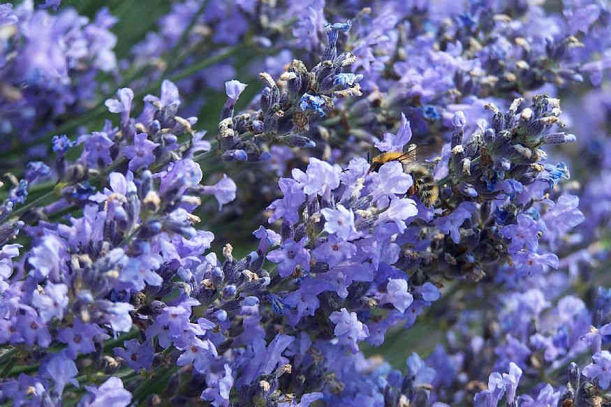 Duftpflanzen Lavendel