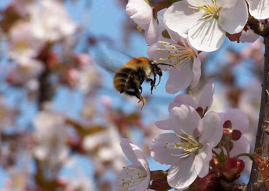 Bienenweide für die Honigbienen