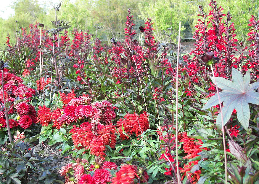 Blumenrabatte in Rote