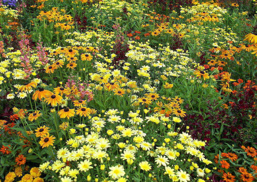 Blumenrabatte in Gelb und orange