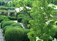 Ein Immergrüner Garten mit viel Buchsbaum gestaltet.