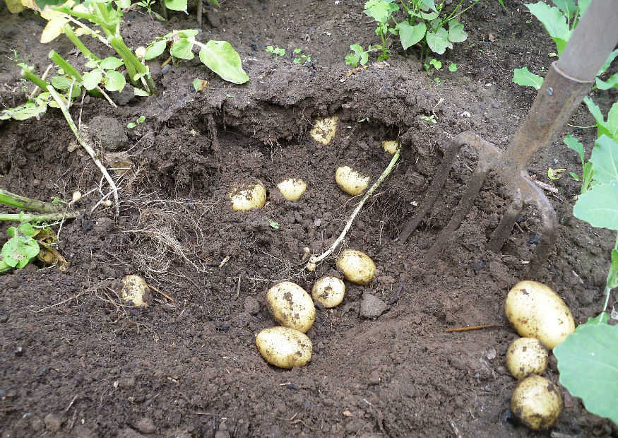 Kartoffelanbau Frühkartoffeln
