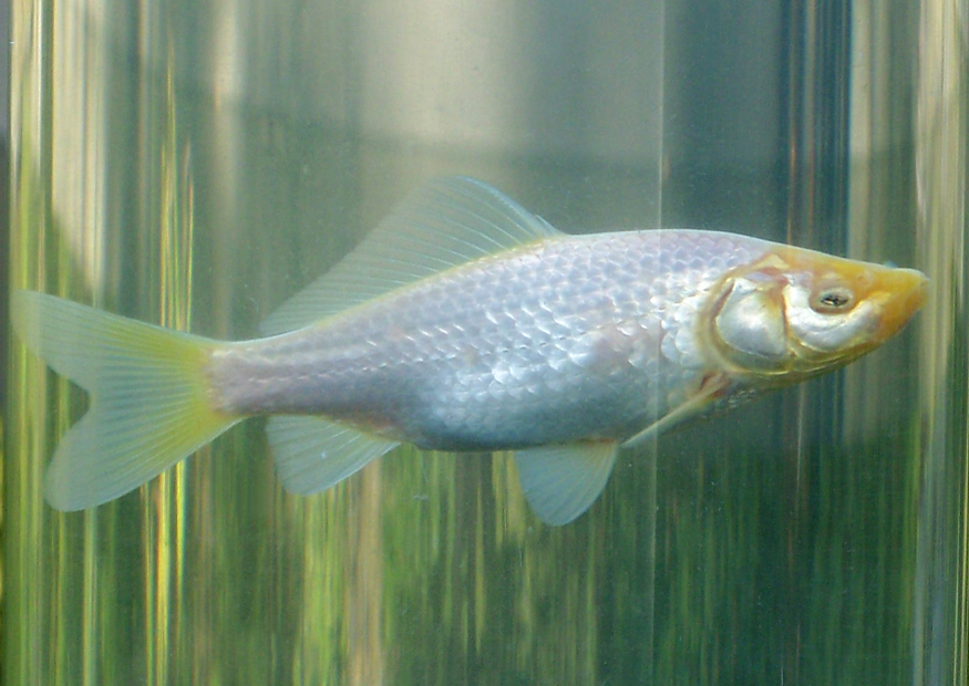 Fisch hinter Glas