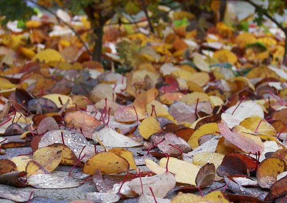 Kuchenbaum, duftende Blätter im Herbst