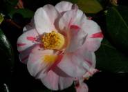 Camellia japonica 'Tricolor de Siebold'