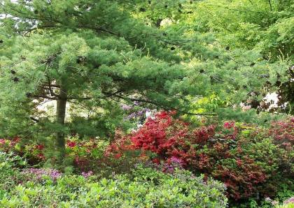 Kiefer zur Überpflanzung von Rhododendron und Azaleen