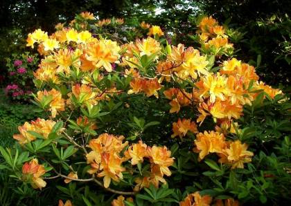 Rhododendron molle Hybride