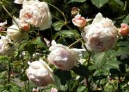 'Lord Oberon' - Englische Rose