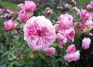 duftend Rosenblüte der Sorte Llarissa