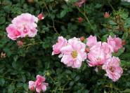 Wildfang Rose