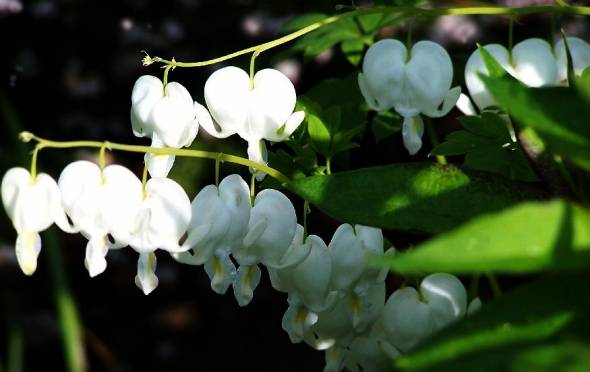 Sorte Alba weiße Blüten
