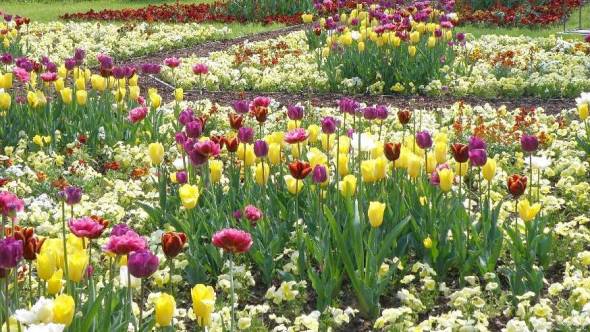 Stiefmütterchen und Tulpen in Komplementärfarben.