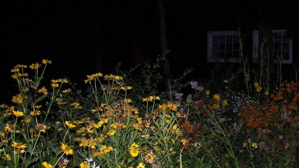 leuchtend gelbe Blüten in der Nacht