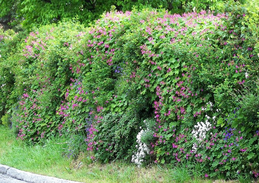 begrünte Schallschutzwand