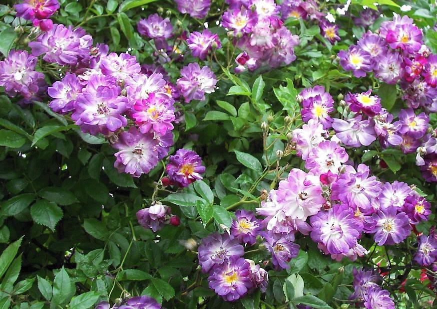 Ramblerrose Veilchenblau