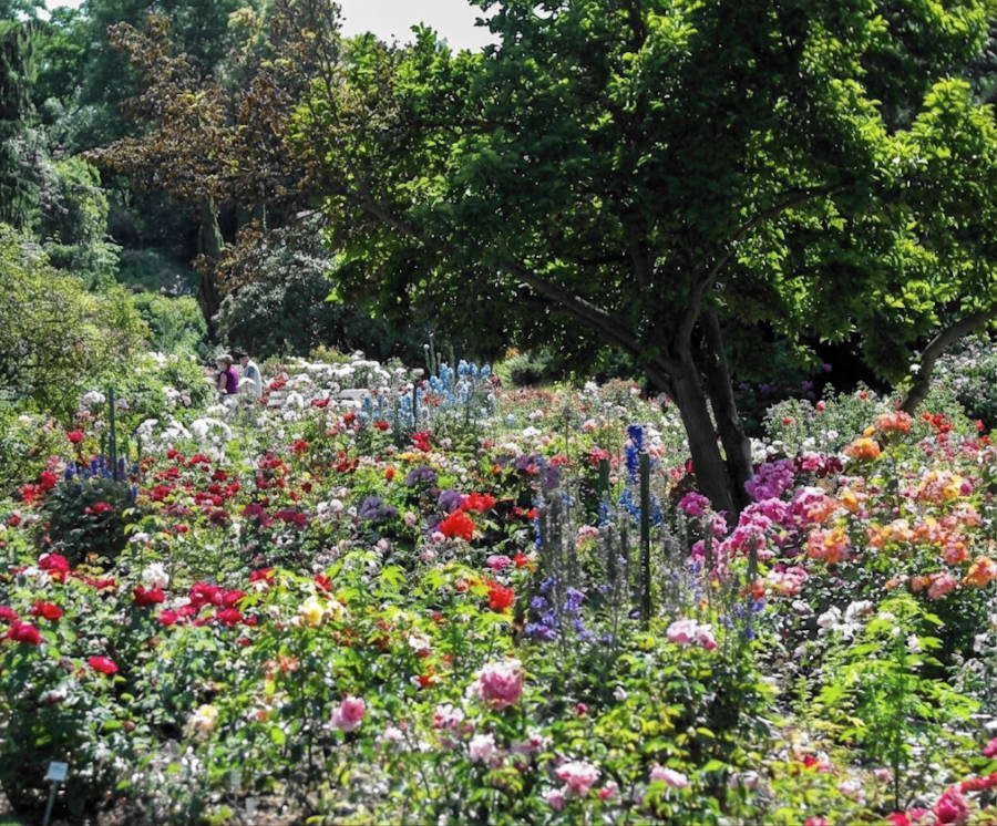 ländlicher Rosengarten