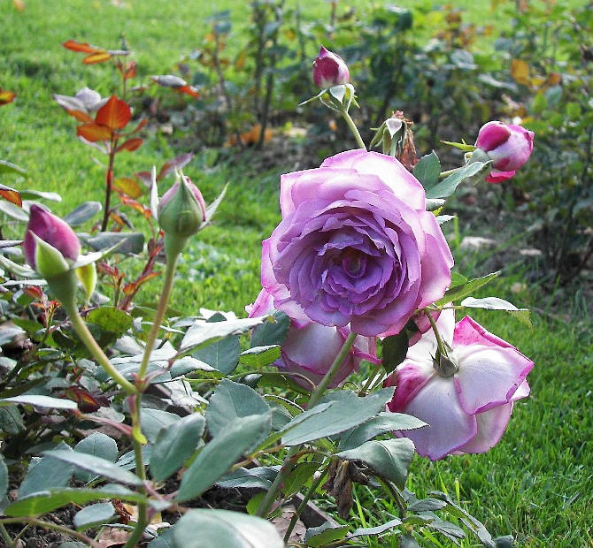Rosenblüte der duftende Rose Baltik
