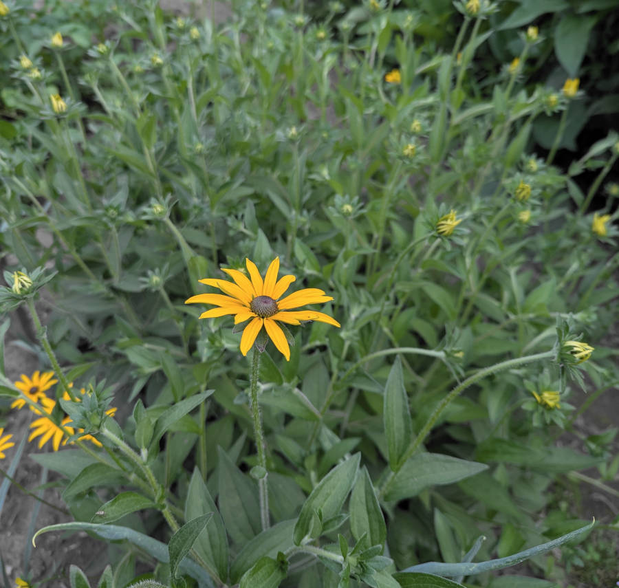 Rudbeckia fulgida var. deamii
