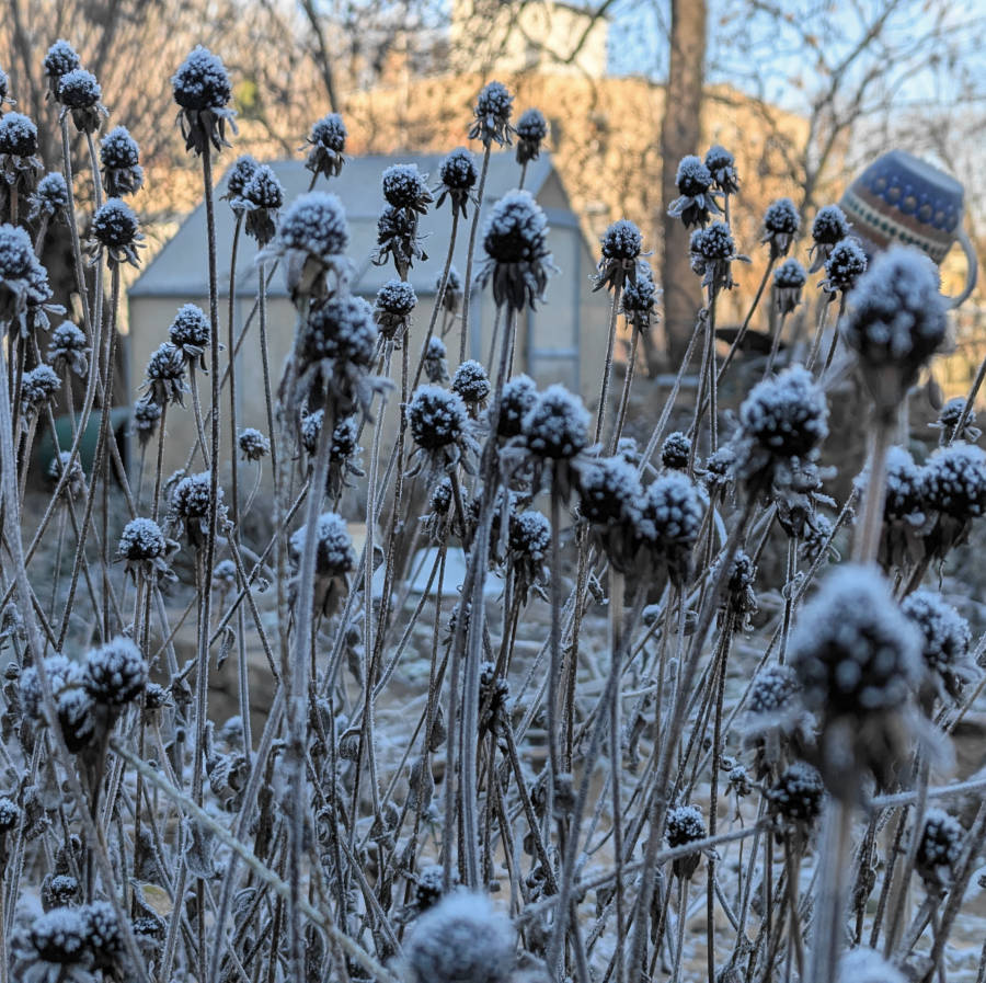Rudbeckia fulgida var. deamii im Winter