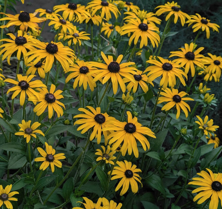 Blüten Rudbeckia fulgida var. deamii