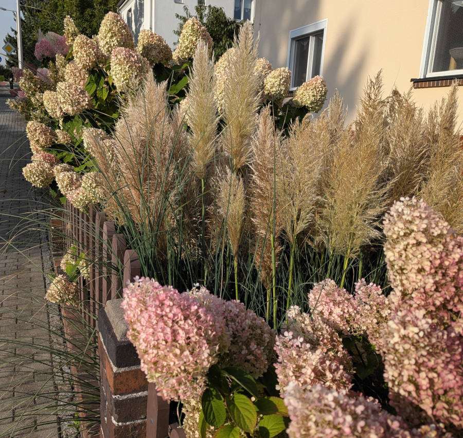 Pampasgaras und blühende Hortensien im Vorgarten
