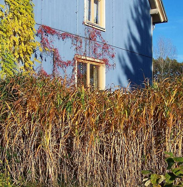 Miscanthus giganteus Axel Ohlsen