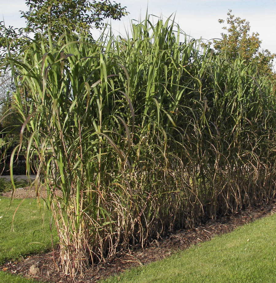 schmale Riesenchinaschilf-Hecke