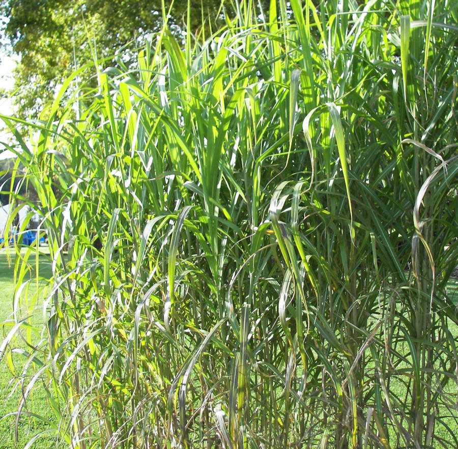 Riesenchinaschilf  Axel Ohlsen