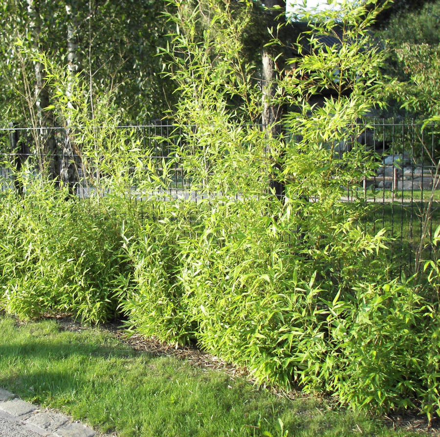 Bambus-Hecke vor einem Zaun